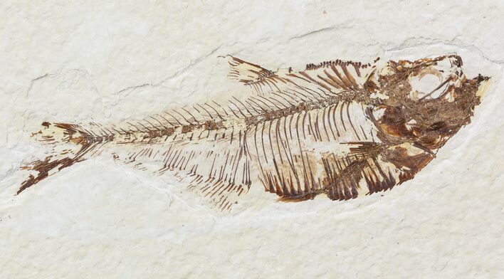 Bargain, Diplomystus Fossil Fish - Wyoming #56235